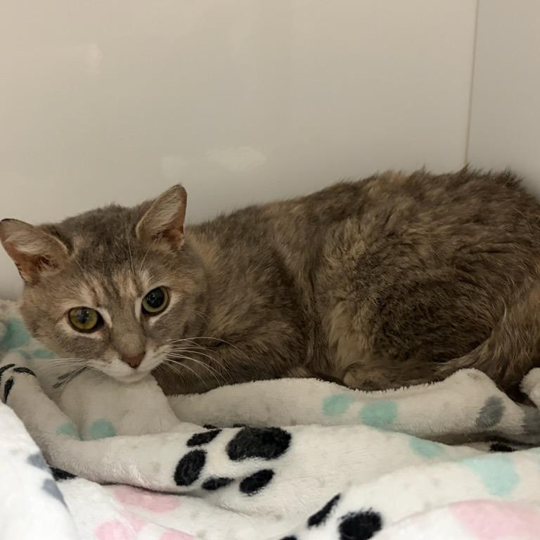 Jolene, a Adoptable Domestic Short Hair in Normal, IL image 3/5