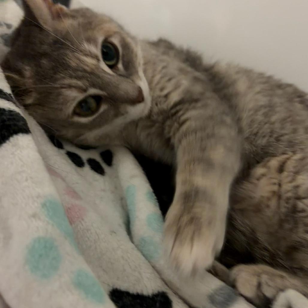 Jolene, a Adoptable Domestic Short Hair in Normal, IL image 4/5