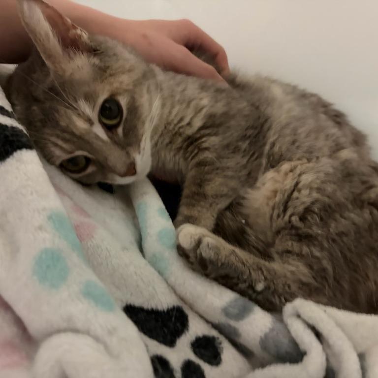 Jolene, a Adoptable Domestic Short Hair in Normal, IL image 5/5