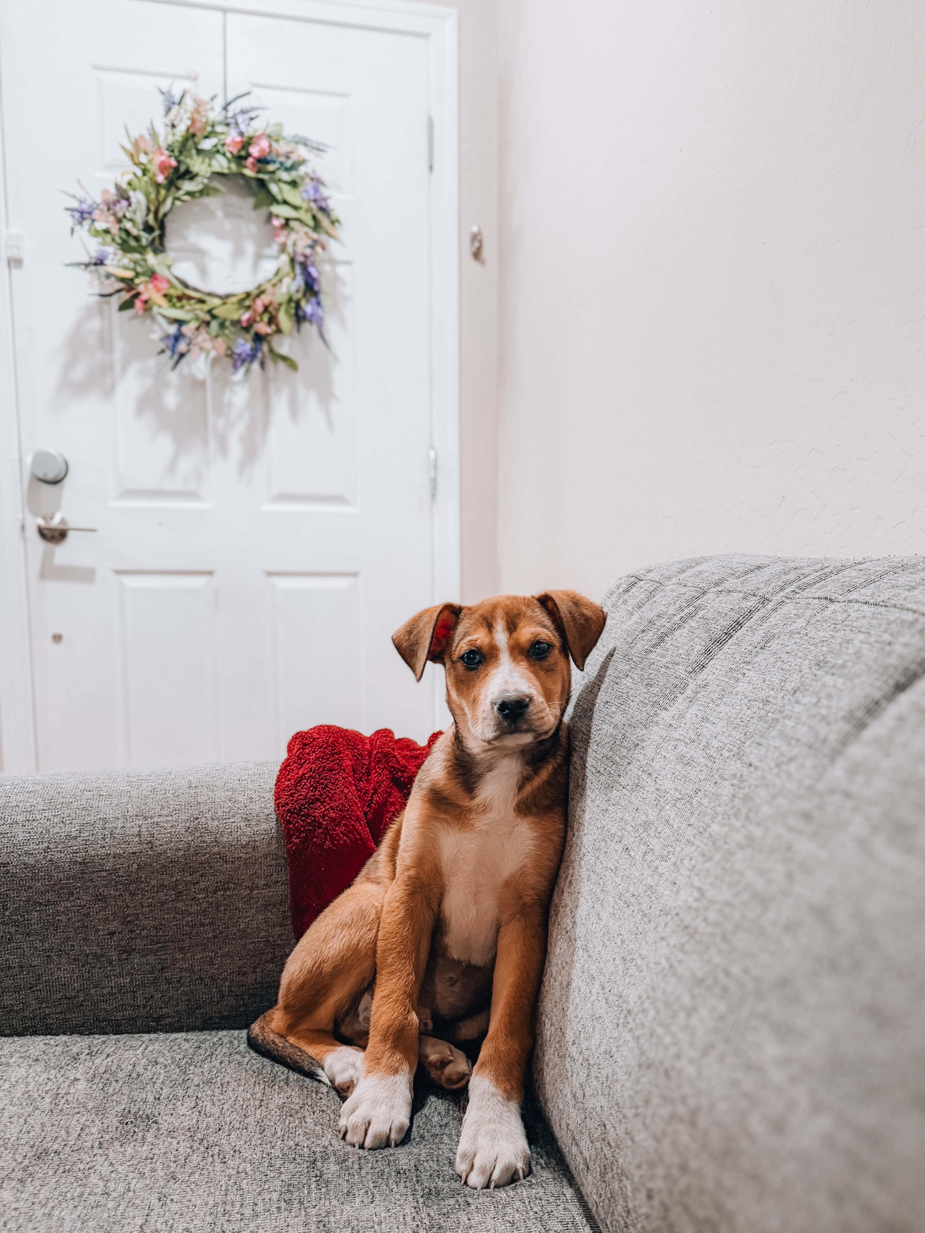Patrick Star, ADOPTABLE, Puppy Male Shepherd.