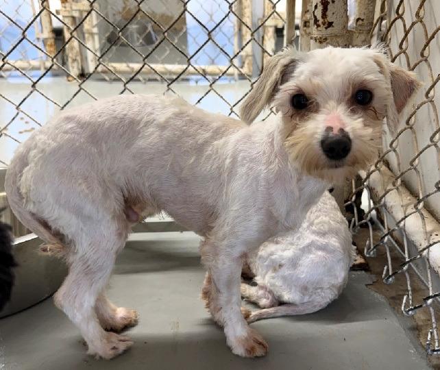 Toby, Adoptable, Adult Male Maltese & Poodle.