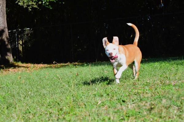 Samuel, Adoptable, Young Male Terrier.