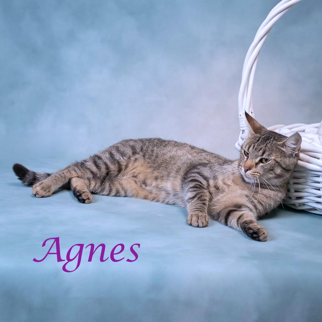 Agnes C26-220, Adoptable, Adult Female Domestic Short Hair.