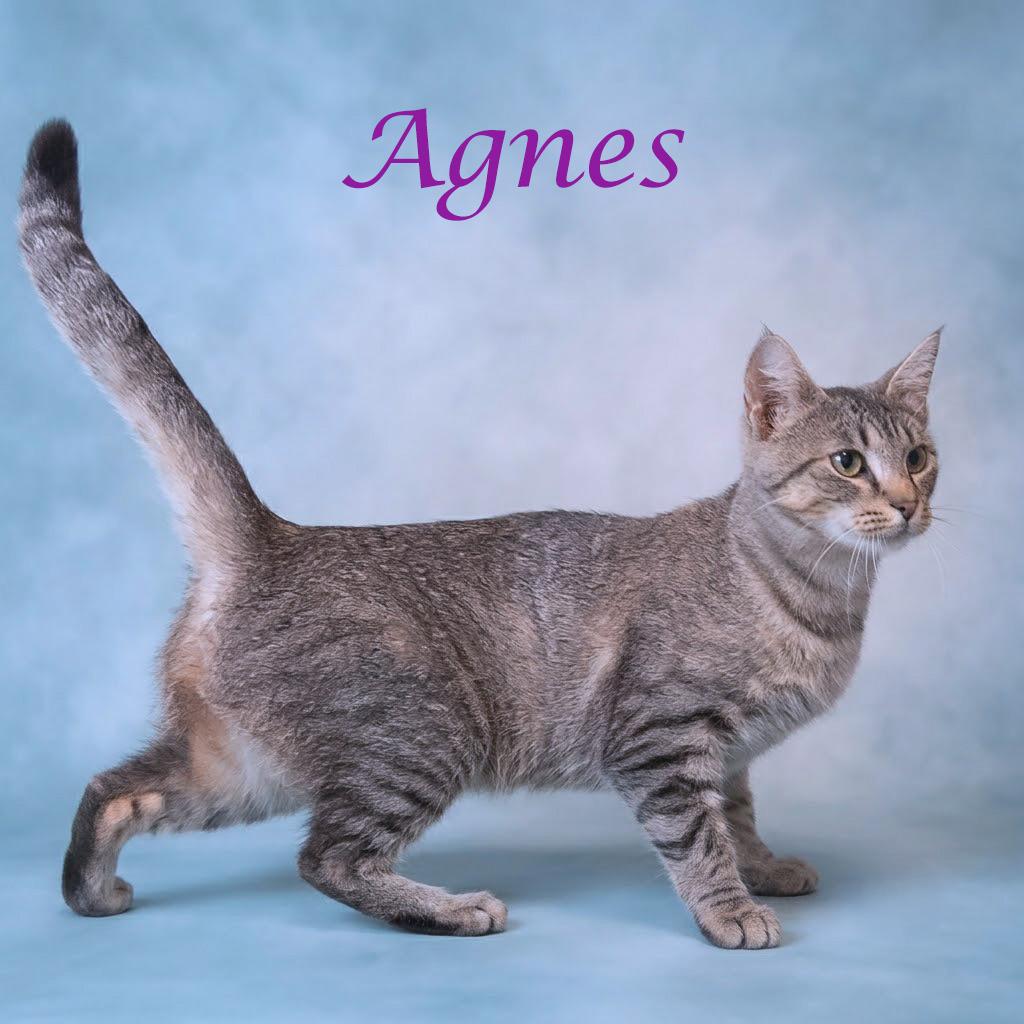 Enlarge Agnes C26-220, a Adoptable Domestic Short Hair in Lebanon, TN image 2/5