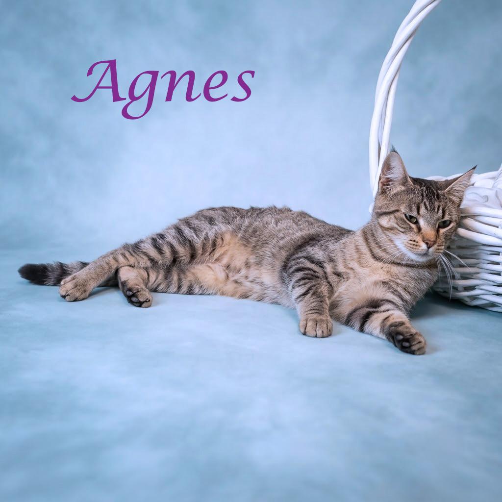 Enlarge Agnes C26-220, a Adoptable Domestic Short Hair in Lebanon, TN image 3/5