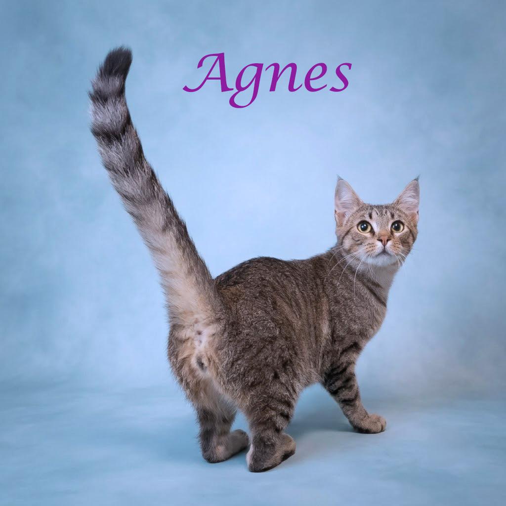 Enlarge Agnes C26-220, a Adoptable Domestic Short Hair in Lebanon, TN image 4/5