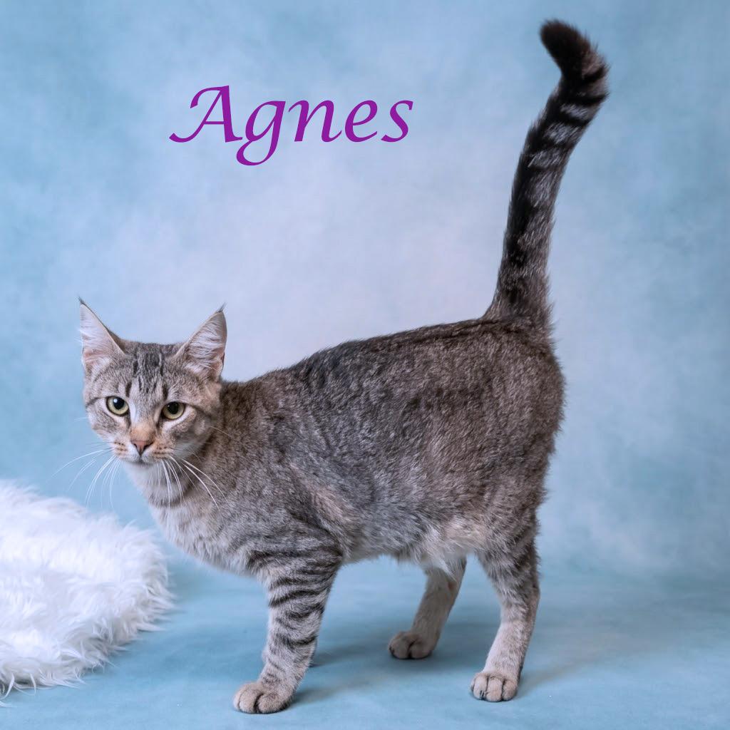 Enlarge Agnes C26-220, a Adoptable Domestic Short Hair in Lebanon, TN image 5/5