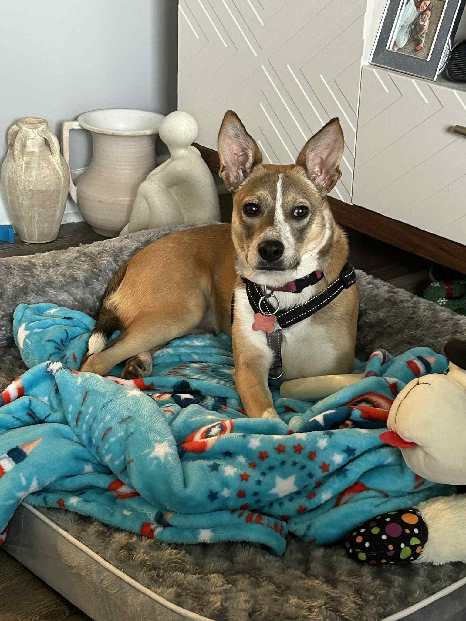 *Vi, Adopted, Young Female Cattle Dog & Feist.