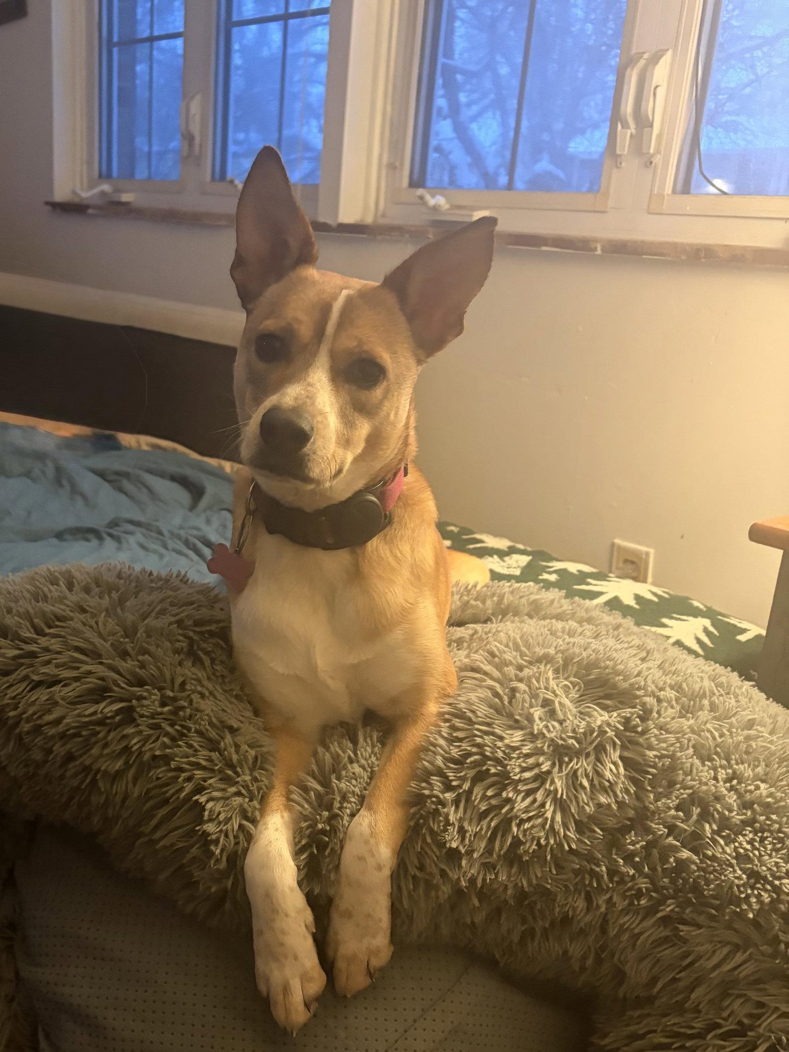 Enlarge *Vi, a Adopted mixed breed in Springville, NY image 2/3