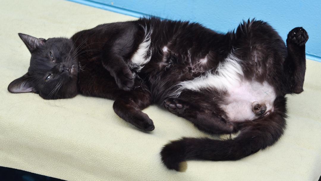 Enlarge Honcho, an adopted mixed breed in Sanford, FL image 4/4