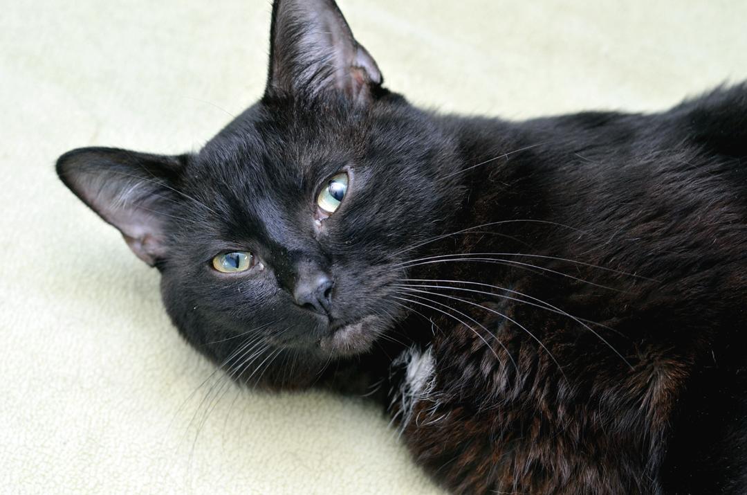 Enlarge Honcho, an adopted mixed breed in Sanford, FL image 3/4