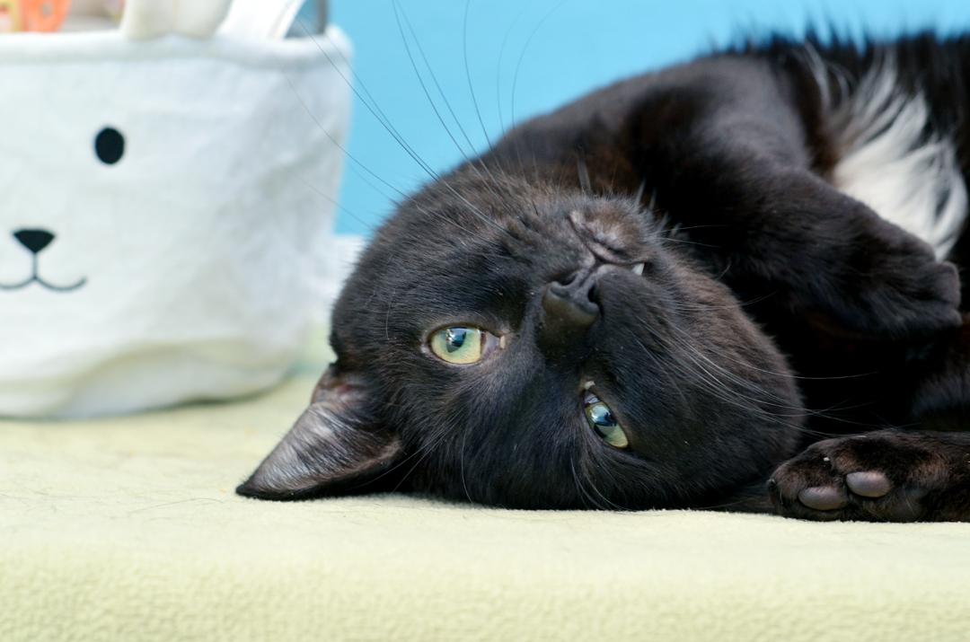 Enlarge Honcho, an adopted mixed breed in Sanford, FL image 2/4