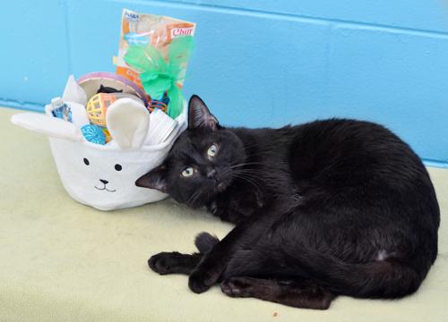 Honcho, adopted, Young Male Domestic Short Hair.