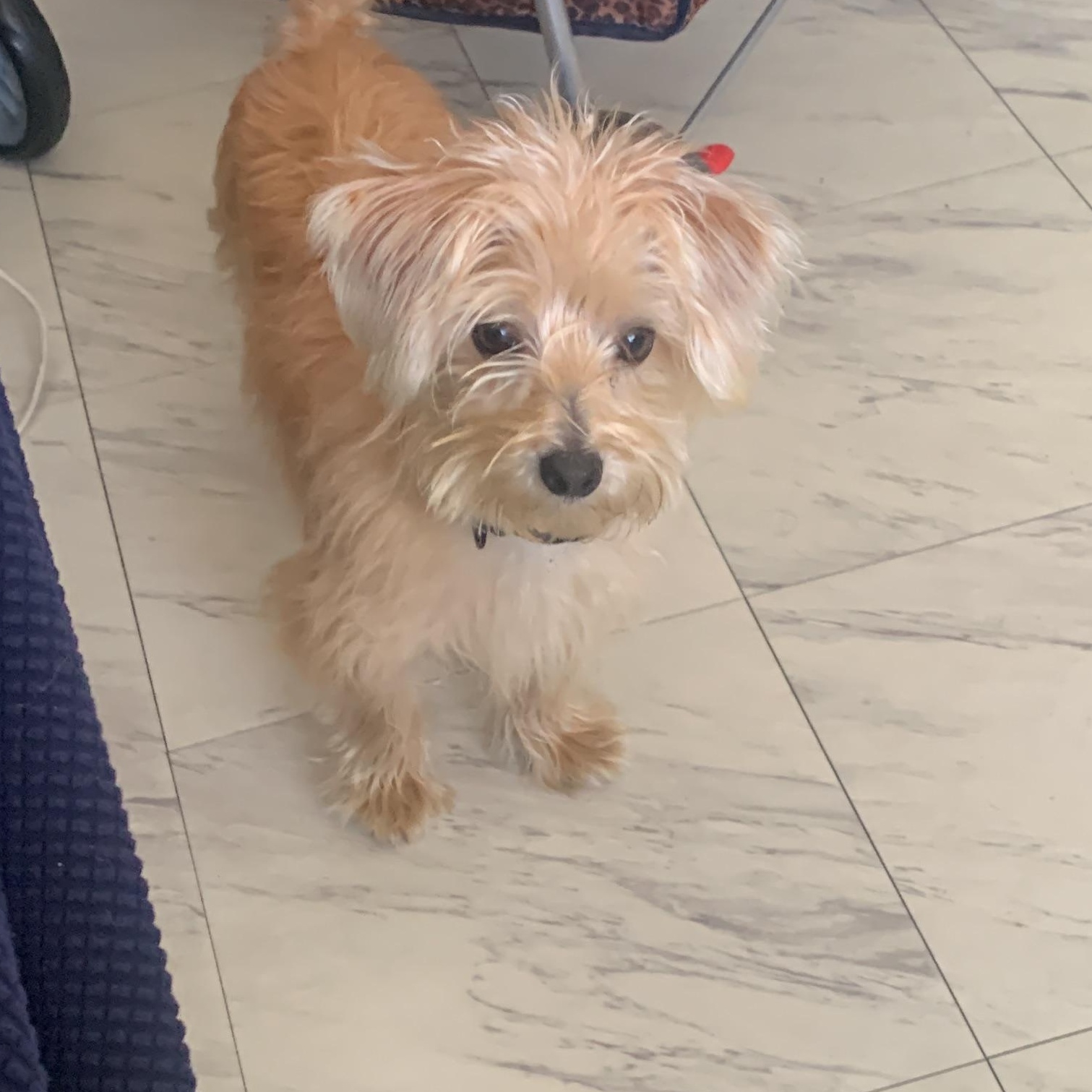 Bengi, Adopted, Young Male Yorkshire Terrier.