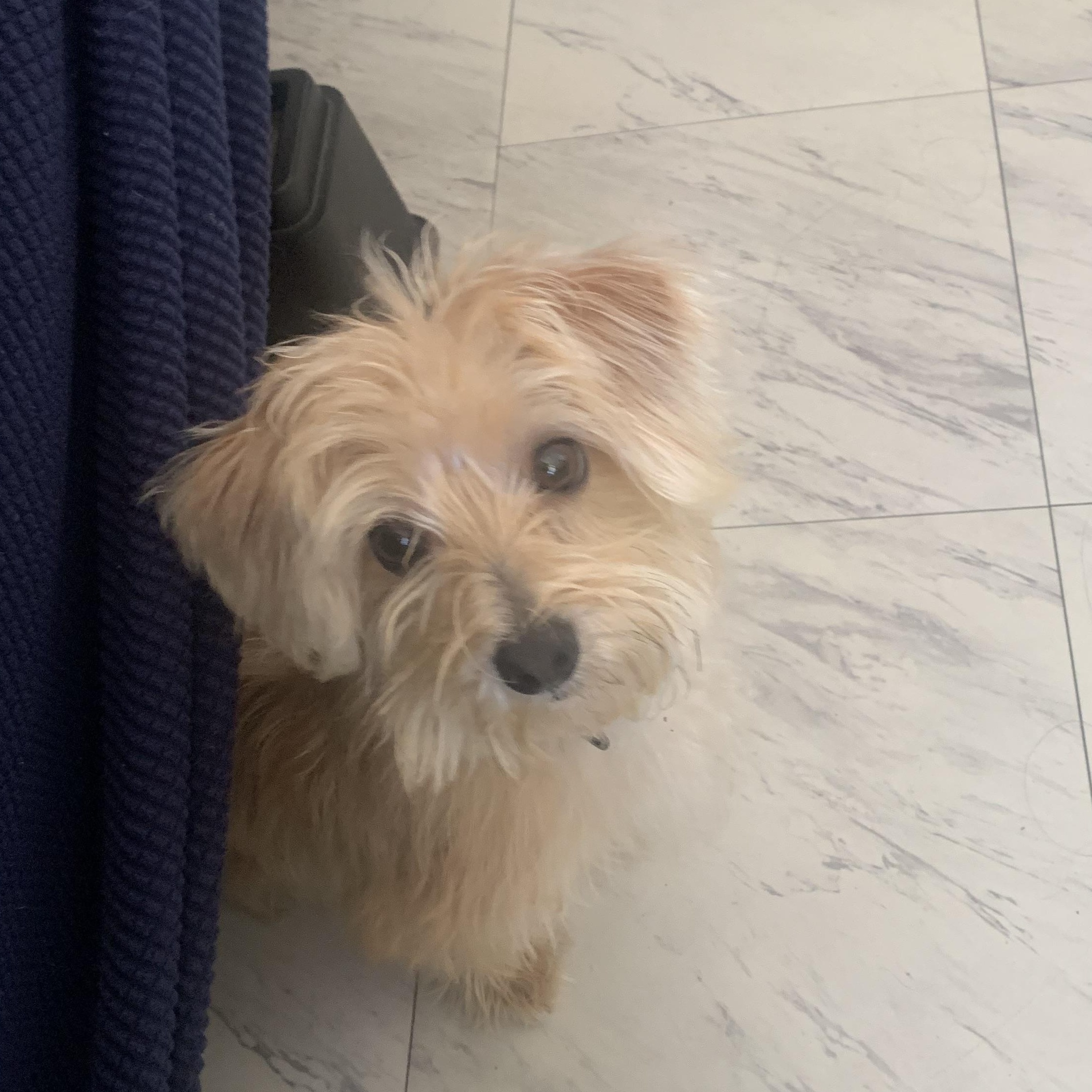 Enlarge Bengi, a Adopted mixed breed in Orlando, FL image 2/3