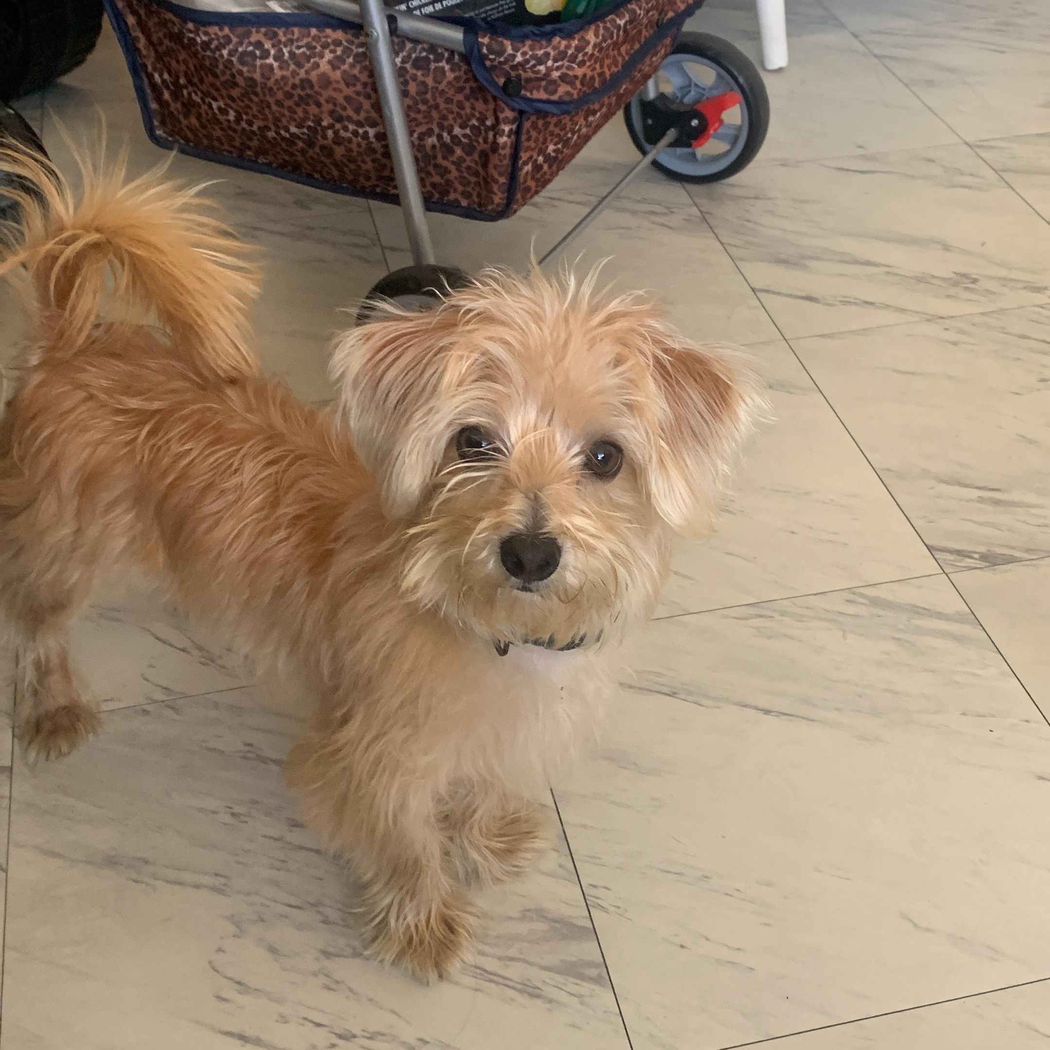 Enlarge Bengi, a Adopted mixed breed in Orlando, FL image 3/3