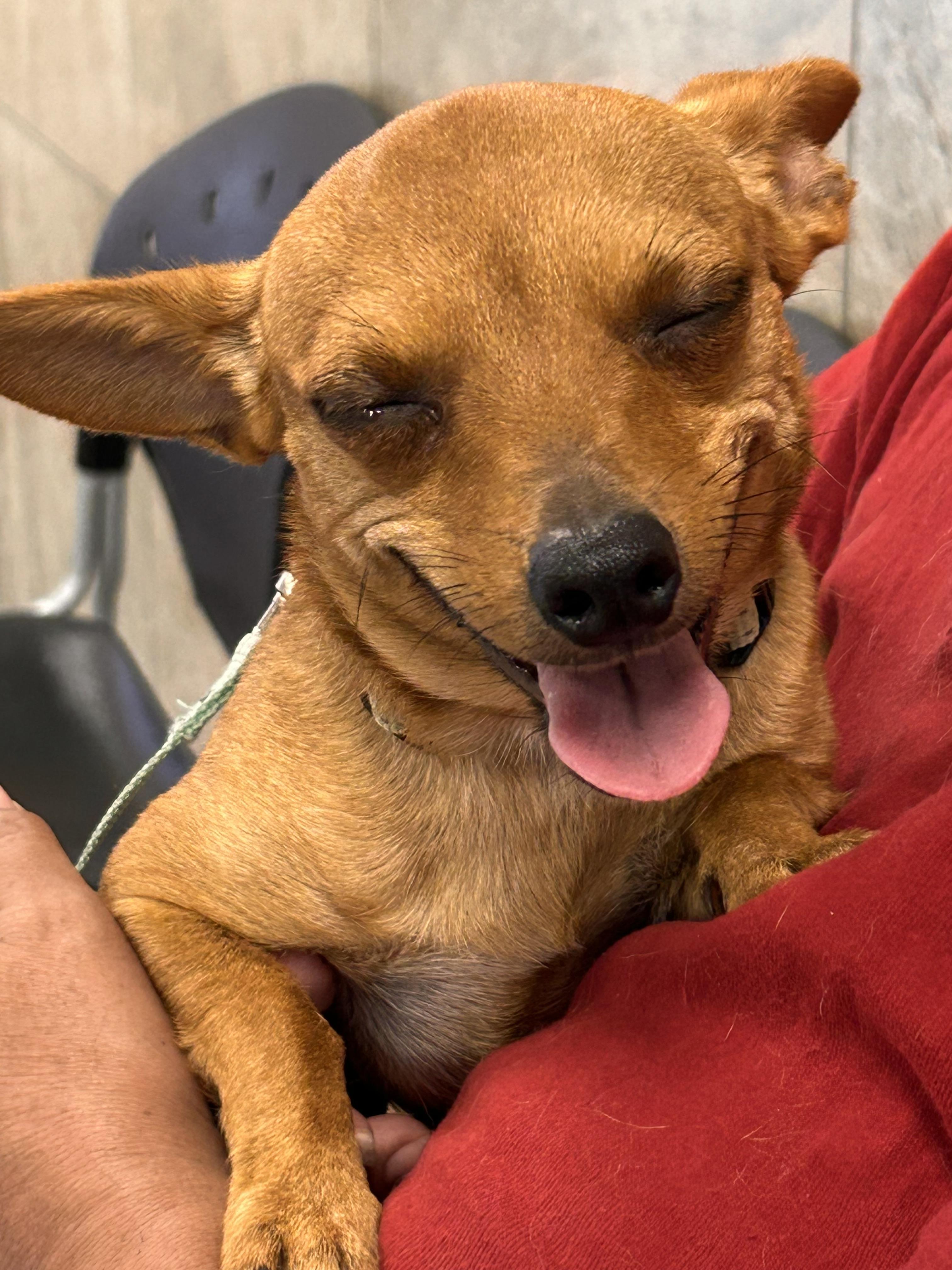 Nova, an adopted mixed breed in Rochester , NY image 5/5