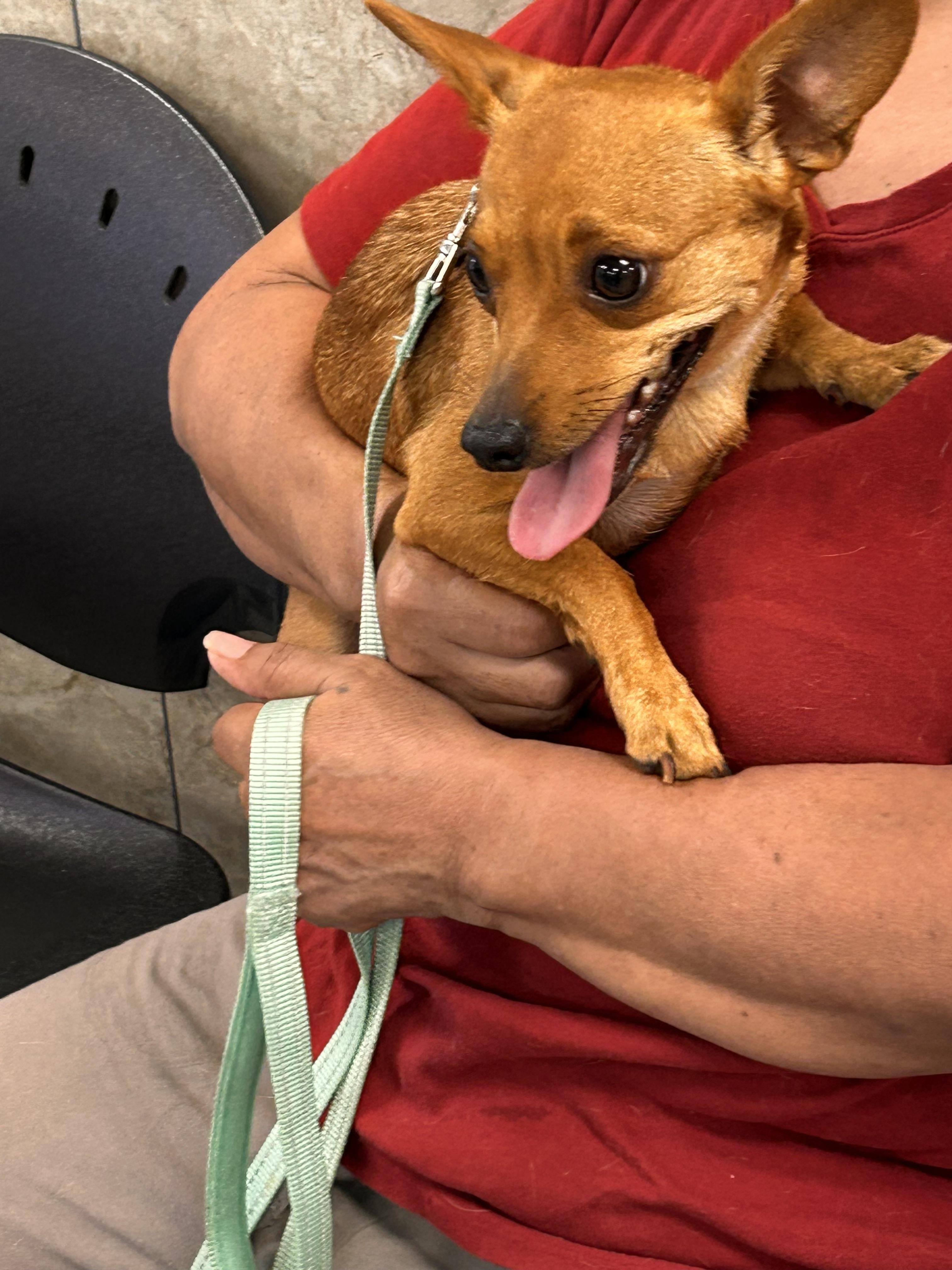 Nova, an adopted mixed breed in Rochester , NY image 3/5
