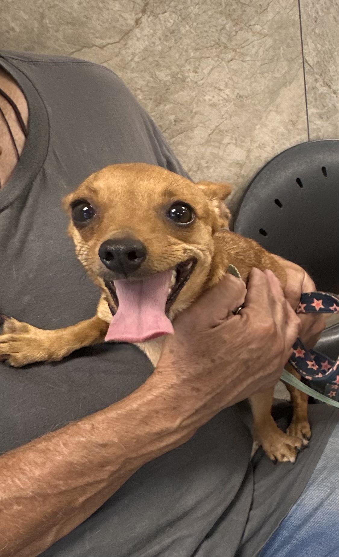 Nova, an adopted mixed breed in Rochester , NY image 2/5