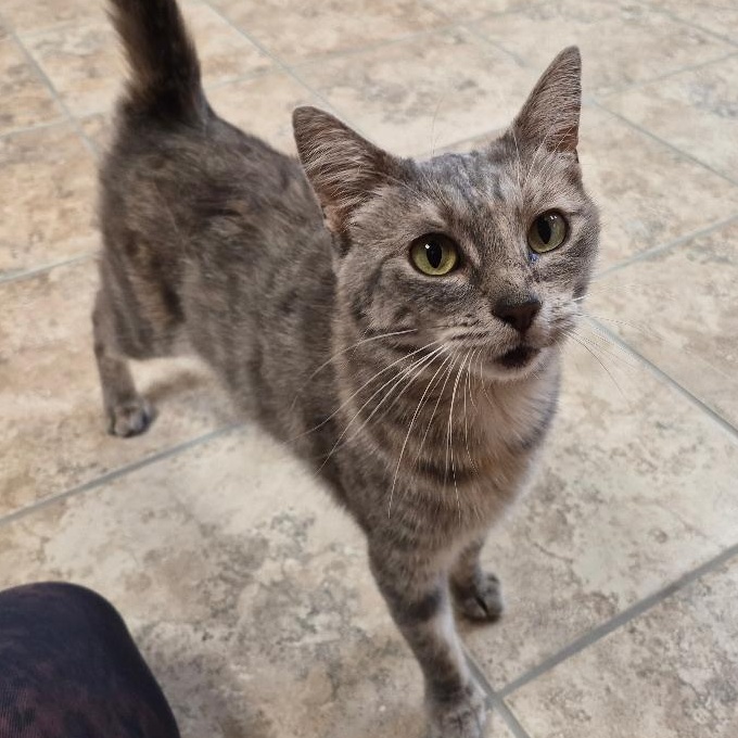 Hennifer, an adoptable mixed breed in Hays, KS image 3/6