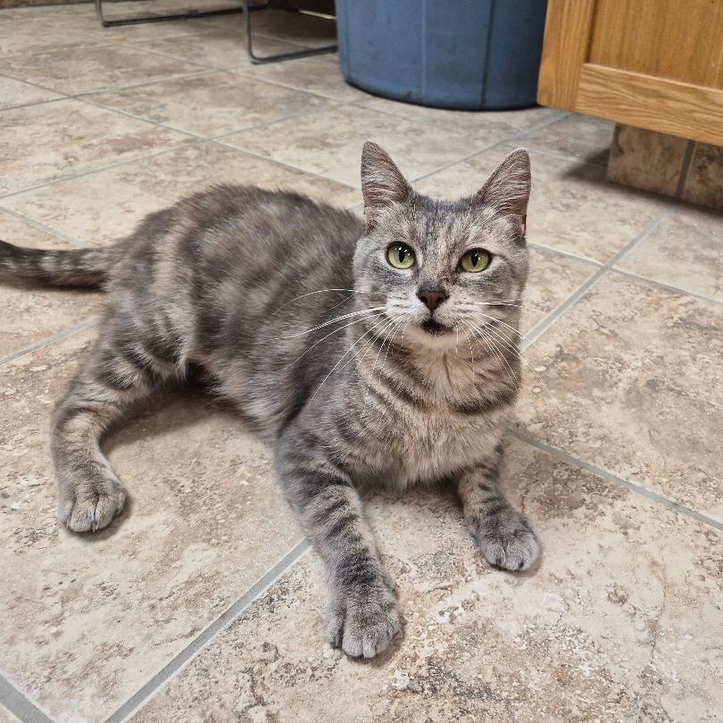 Hennifer, adoptable, Adult Female Domestic Short Hair & Dilute Tortoiseshell.