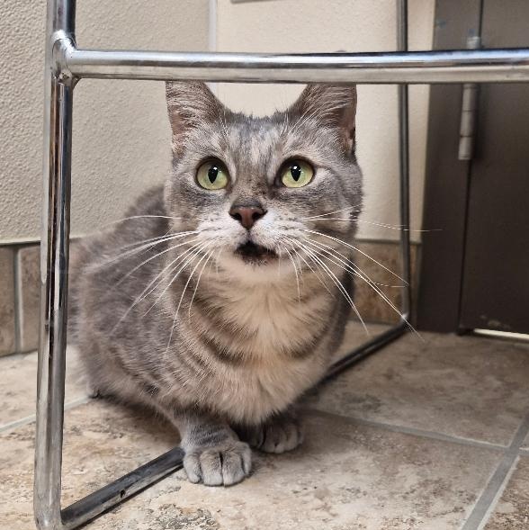 Hennifer, an adoptable mixed breed in Hays, KS image 5/6