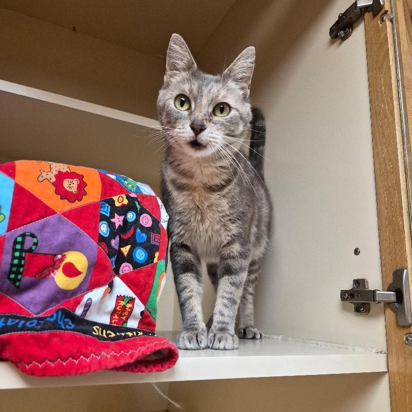 Hennifer, an adoptable mixed breed in Hays, KS image 6/6