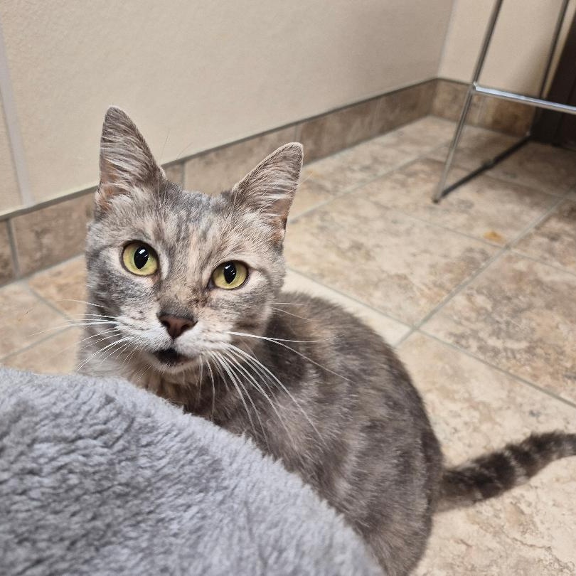 Hennifer, an adoptable mixed breed in Hays, KS image 2/6