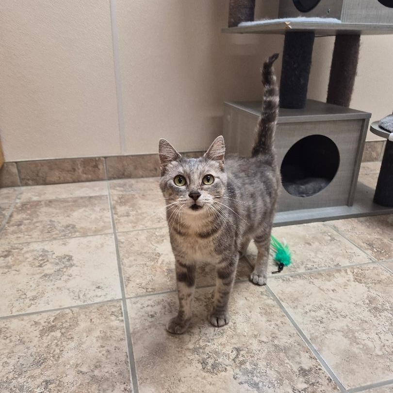 Hennifer, an adoptable mixed breed in Hays, KS image 4/6
