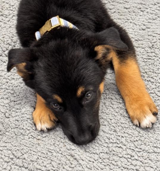 Lilac, Adoptable, Puppy Female German Shepherd Dog.