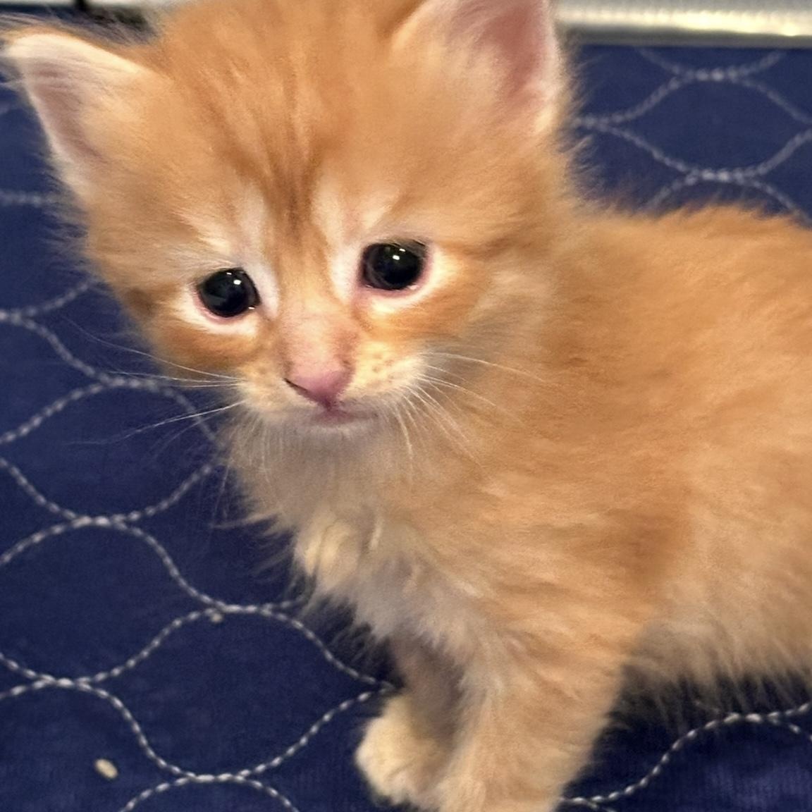 Meding Litter Of thumbnail 2