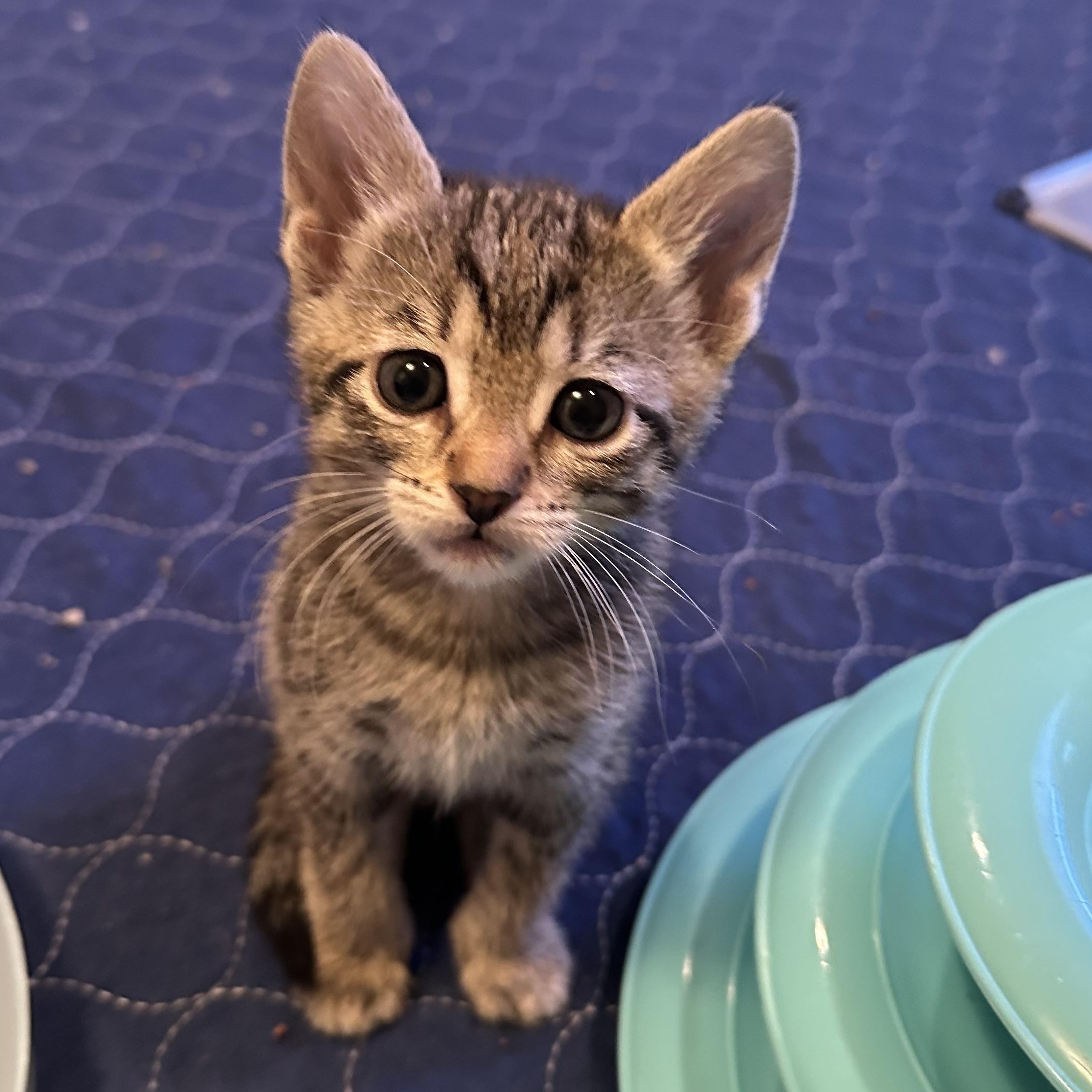 Meding Litter Of thumbnail 3