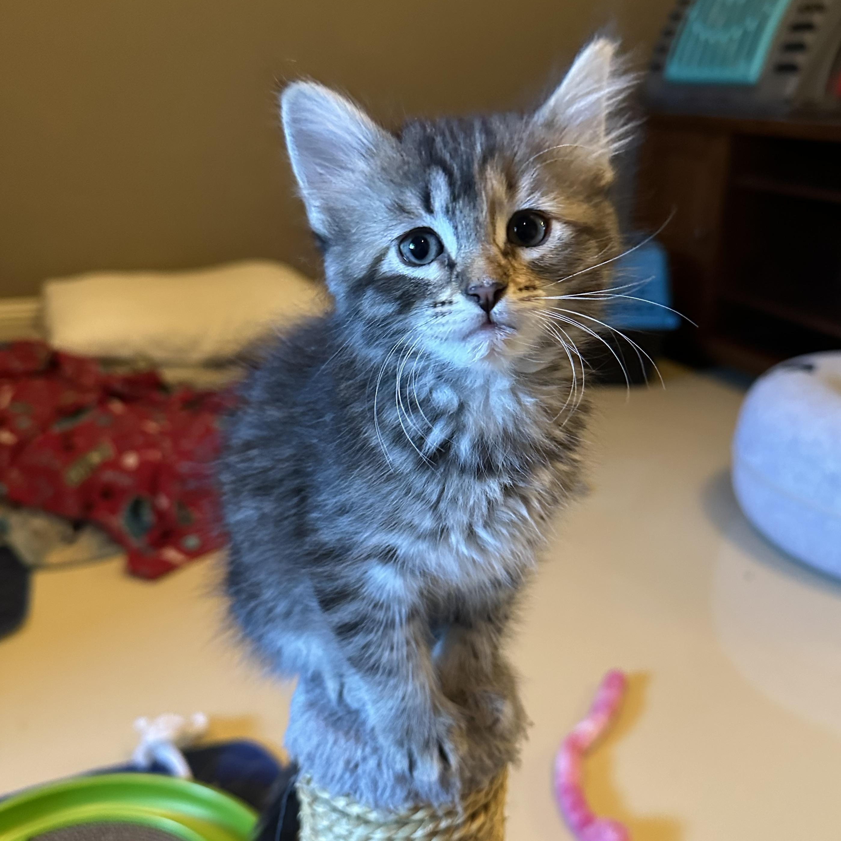 Meding Litter Of thumbnail 5