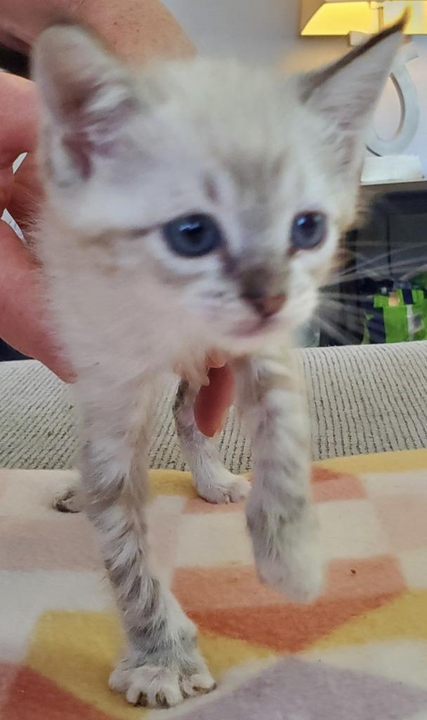 Dimitri, Adoptable, Kitten Male Domestic Short Hair.