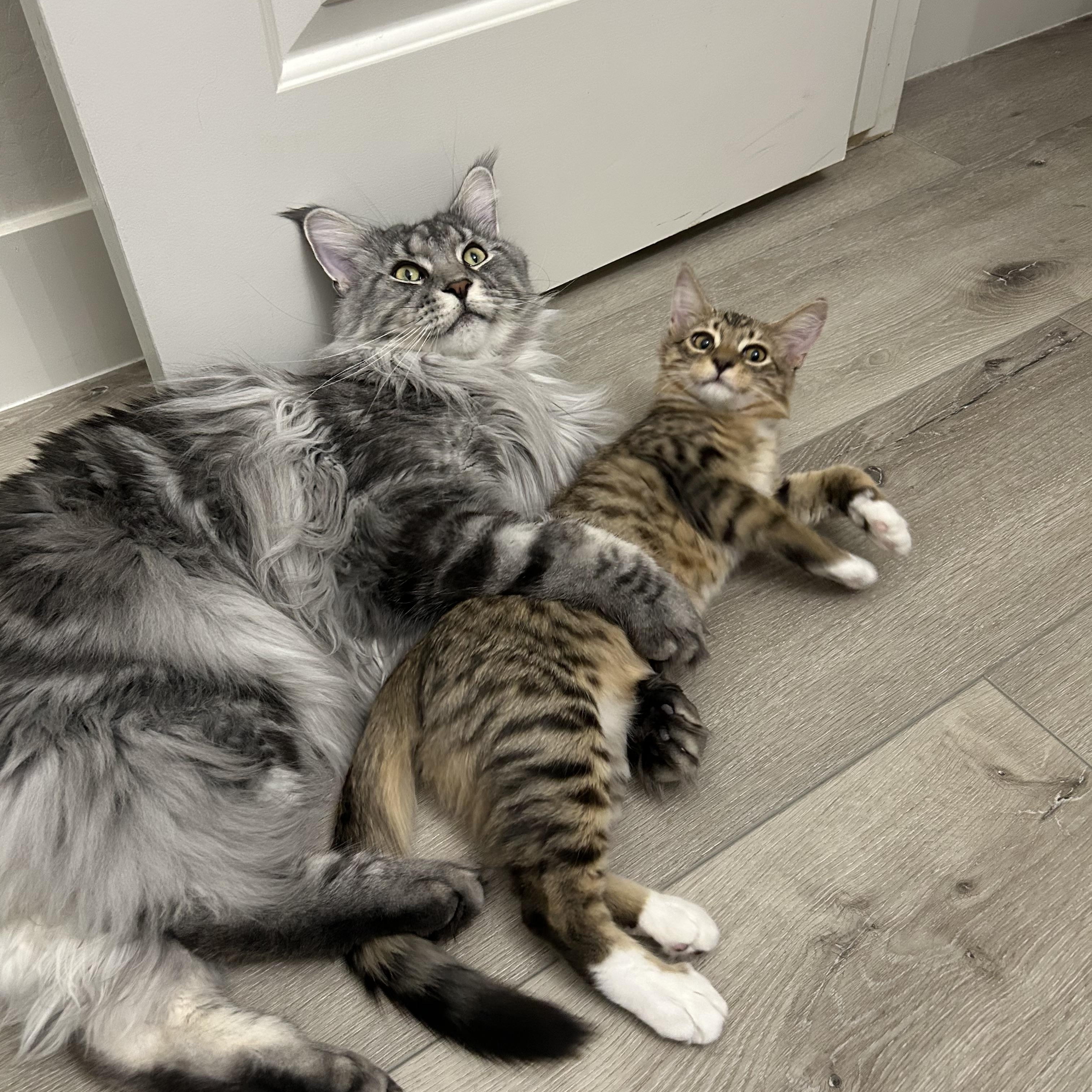 Tommy, an adopted Domestic Medium Hair in Chandler, AZ image 2/2