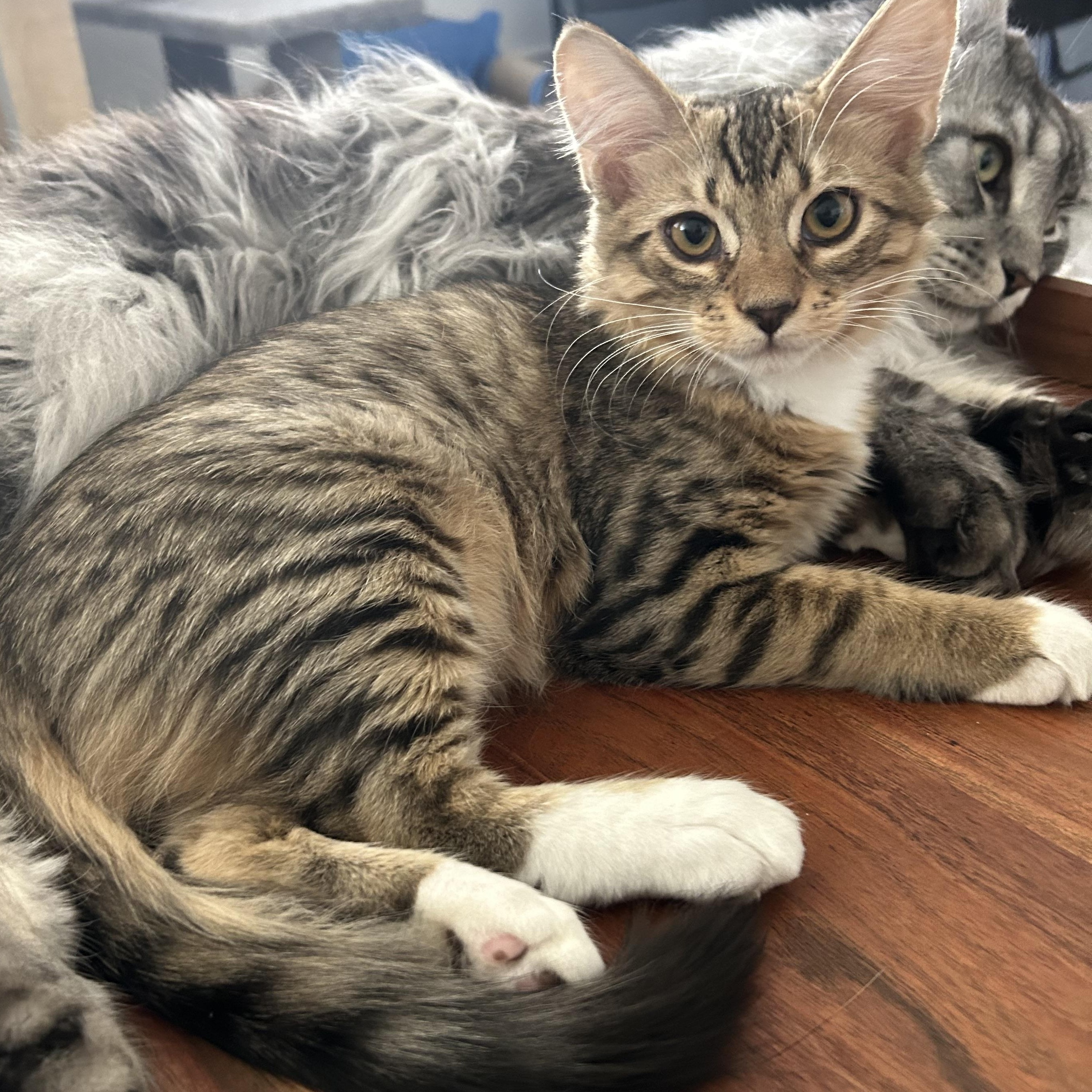 Tommy, an adopted Domestic Medium Hair in Chandler, AZ image 1/2