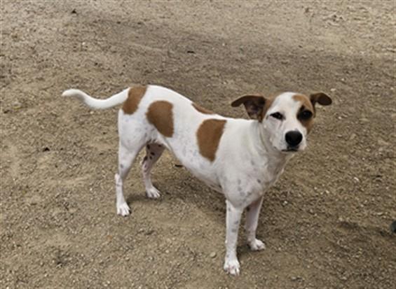 Enlarge SANDY, a Adoptable Parson Russell Terrier in San Pedro, CA image 1/1