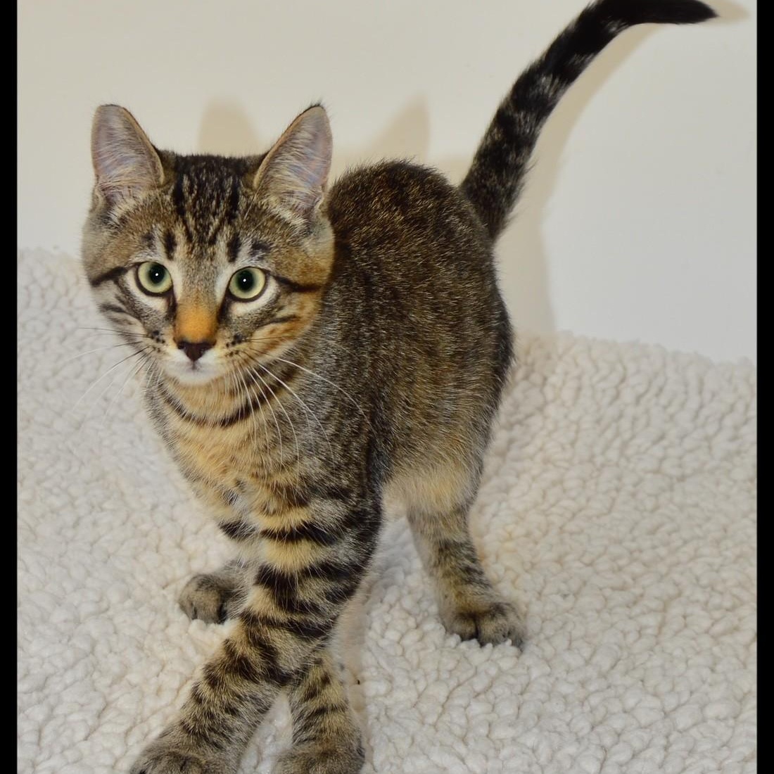 Enlarge Roger, a ADOPTABLE Tabby in San Andreas, CA image 1/1