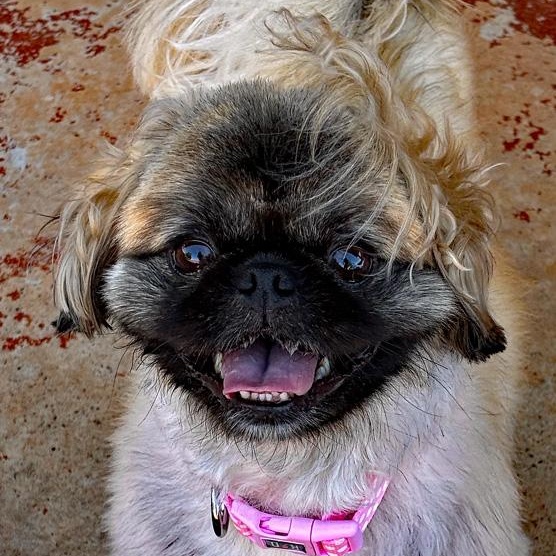 Enlarge Elora, an adopted Pekingese in Oklahoma City, OK image 6/6