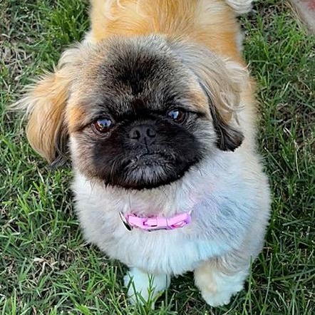 Enlarge Elora, an adopted Pekingese in Oklahoma City, OK image 3/6
