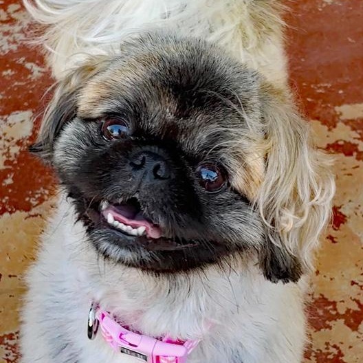 Enlarge Elora, an adopted Pekingese in Oklahoma City, OK image 1/6