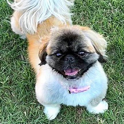Enlarge Elora, an adopted Pekingese in Oklahoma City, OK image 5/6
