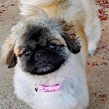 Enlarge Elora, an adopted Pekingese in Oklahoma City, OK image 2/6