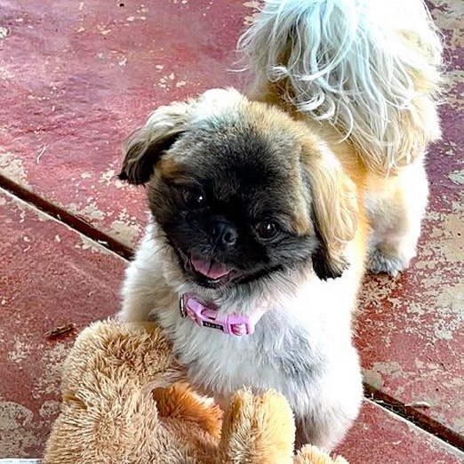 Enlarge Elora, an adopted Pekingese in Oklahoma City, OK image 4/6
