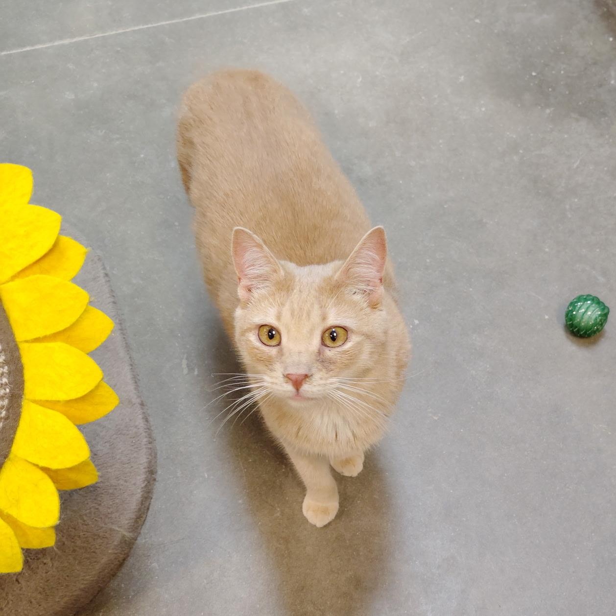 Enlarge Tails (no tail - so cute), an adopted Domestic Short Hair in Rock Hill, SC image 3/3