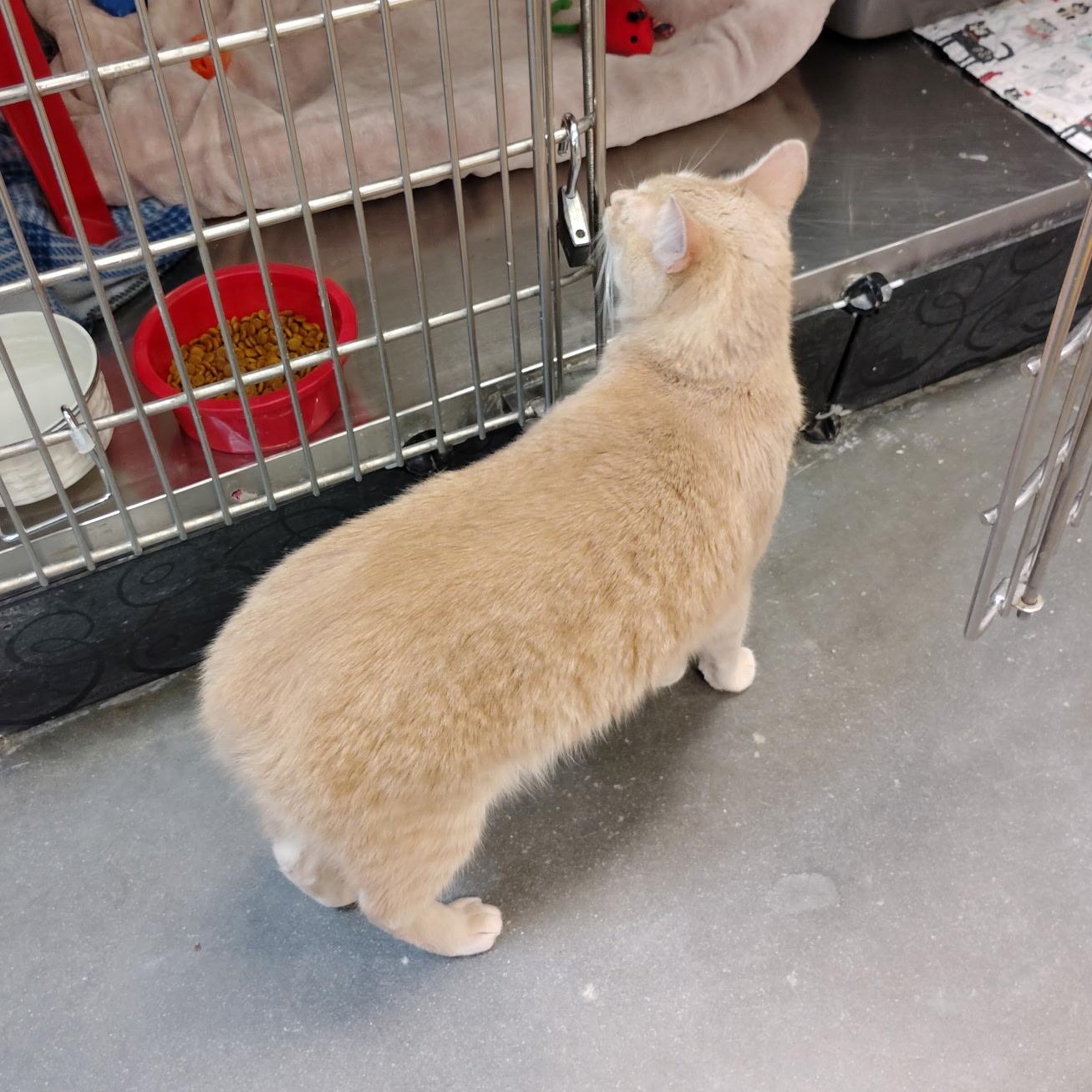 Enlarge Tails (no tail - so cute), an adopted Domestic Short Hair in Rock Hill, SC image 2/3