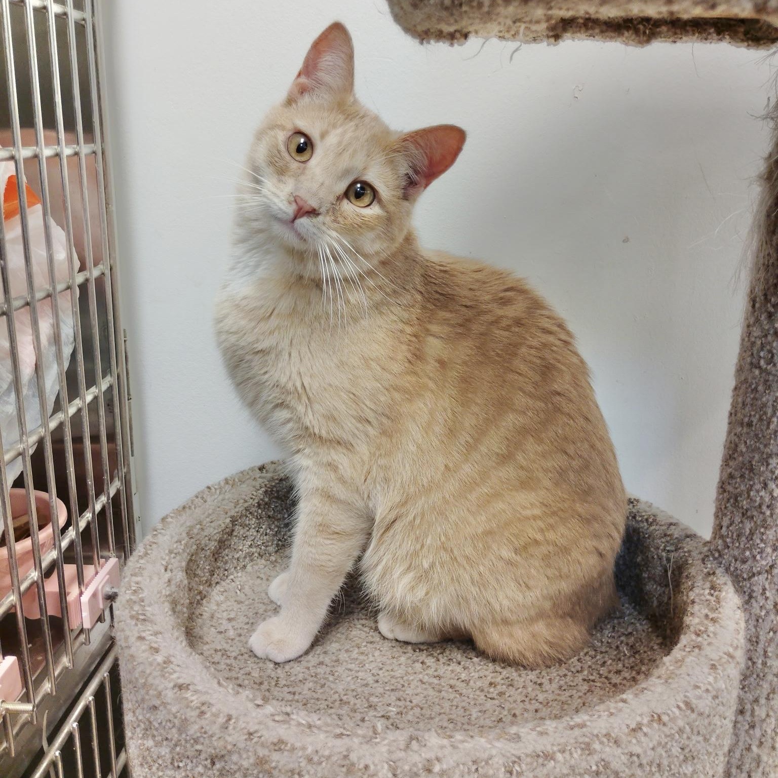 Enlarge Tails (no tail - so cute), an adopted Domestic Short Hair in Rock Hill, SC image 1/3