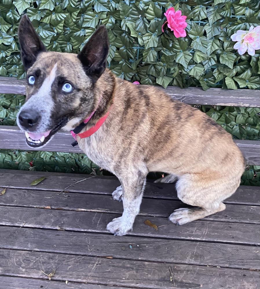 7443 Lucy, a Adoptable mixed breed in Hartwell, GA image 1/6