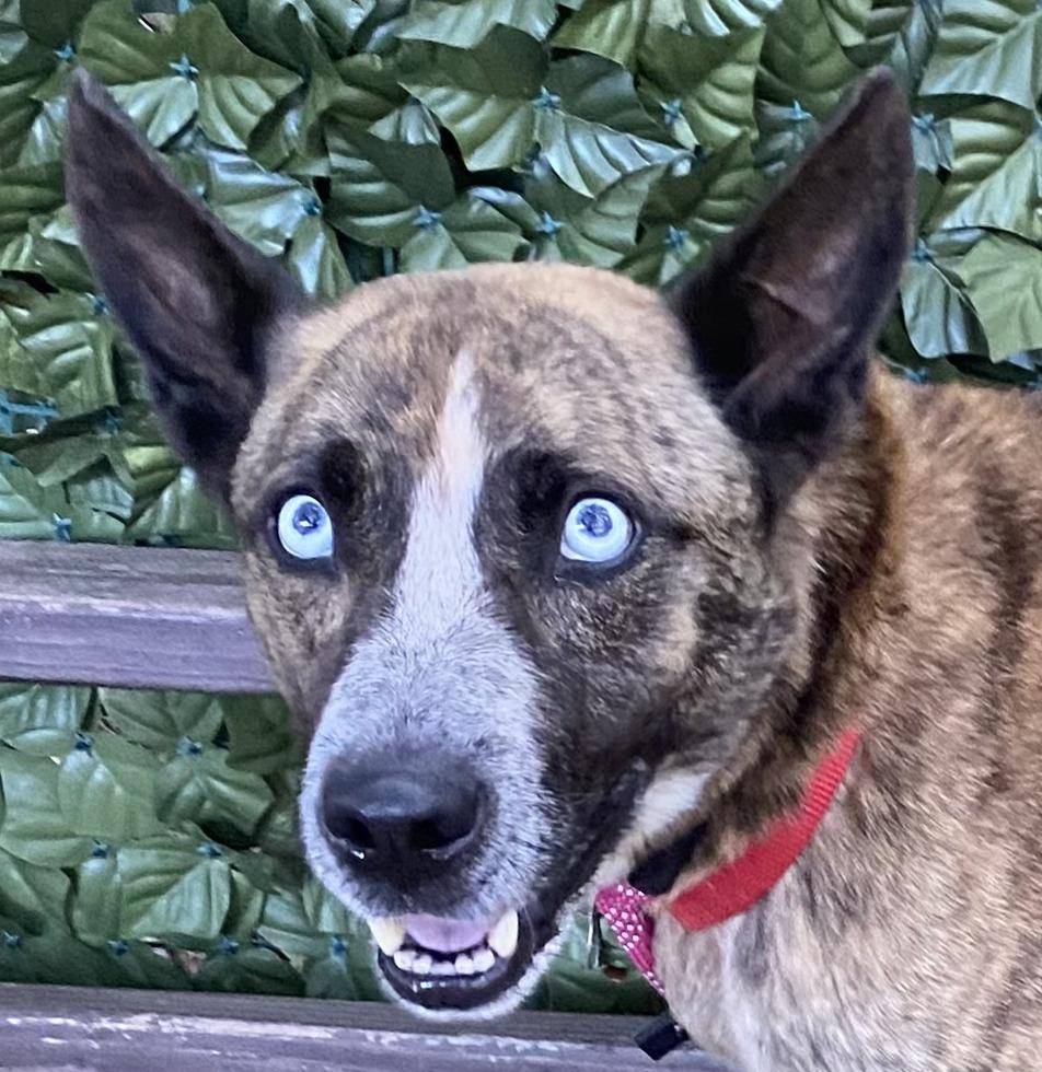 7443 Lucy, a Adoptable mixed breed in Hartwell, GA image 2/6