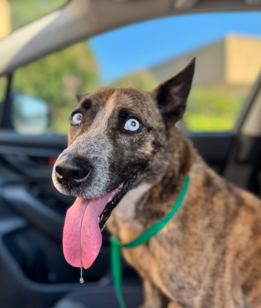 7443 Lucy, a Adoptable mixed breed in Hartwell, GA image 3/6